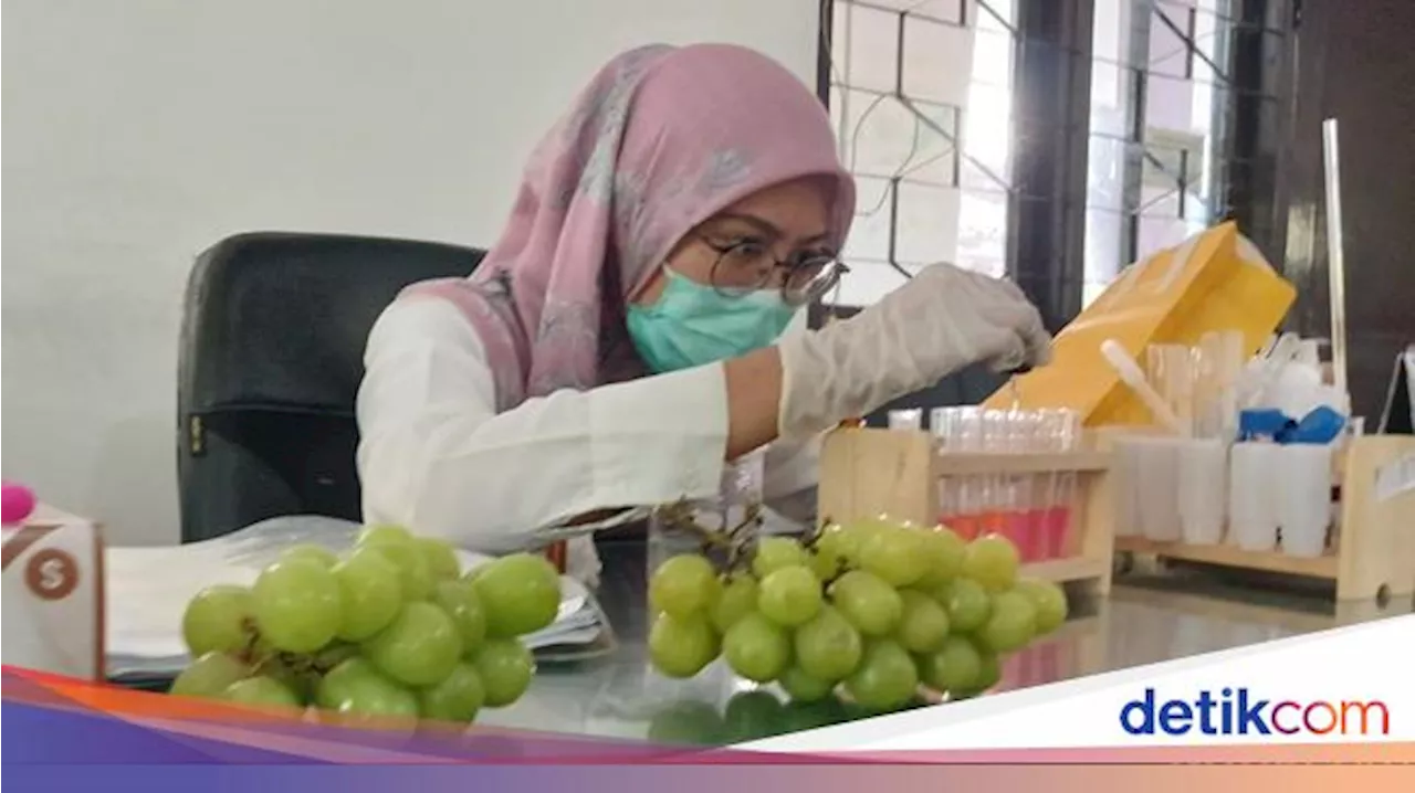 350 Sampel Anggur Muscat Sudah Diperiksa, Begini Hasilnya