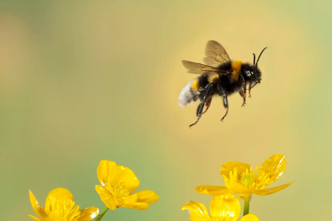 Bees reportedly stopped Meta from building a nuclear-powered AI data center