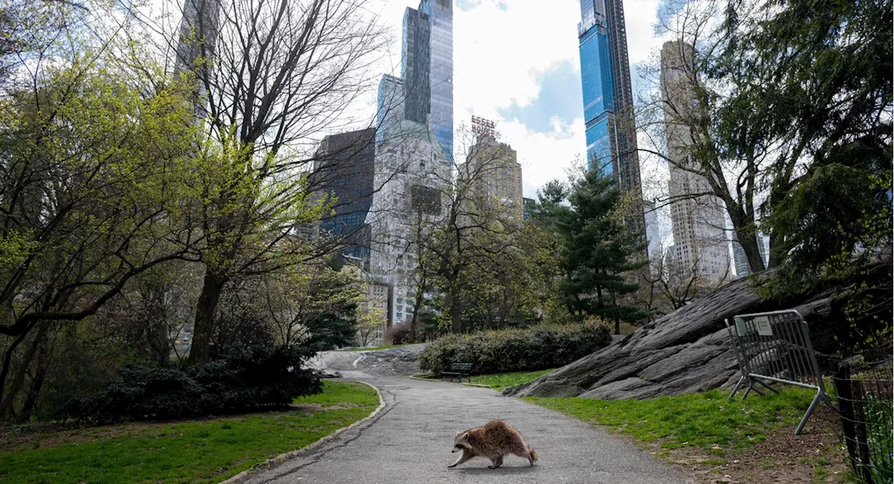 Raccoon busts through ceiling at LaGuardia Airport next to Spirit Airlines gate