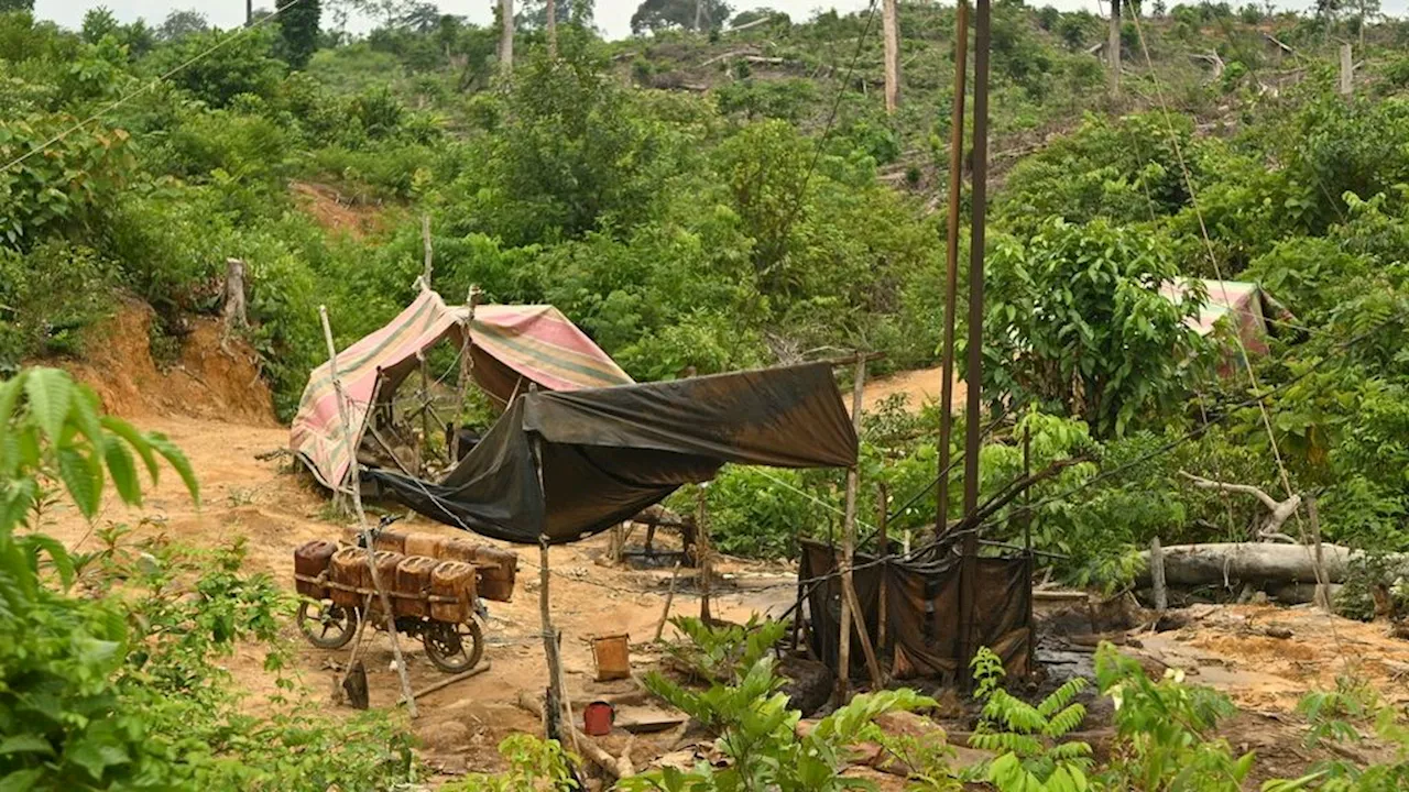 Penjarahan Minyak Bumi Kian Parah Merambah Hutan Harapan