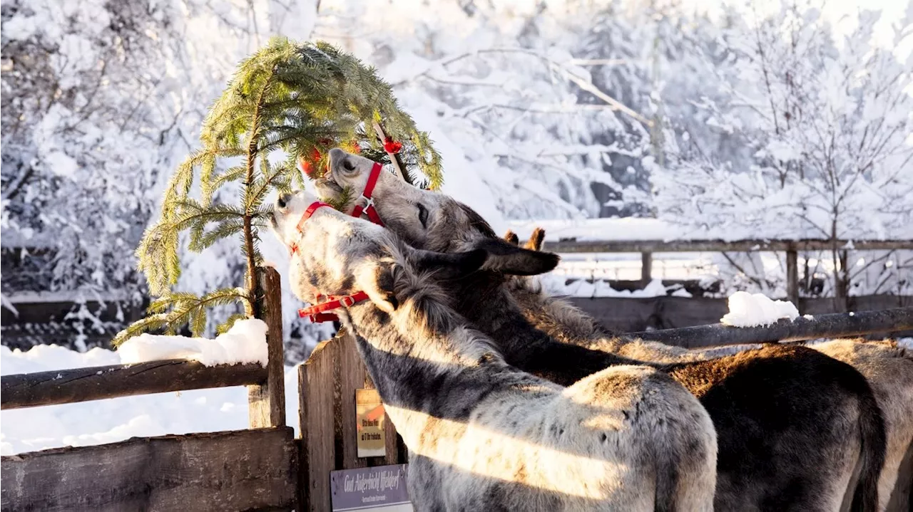 Tierisches Winterwunderland - Adventzauber beginnt dort schon ab nächster Woche