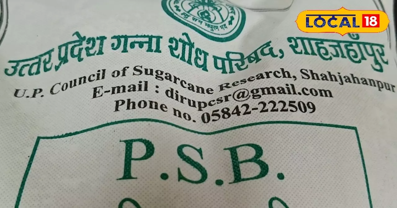 गन्ने की बुवाई के समय जरूर डालें PSB...पौधों को मिलेगी 4 गुना ताकत! 100 % फॉस्फेट होगा यूज