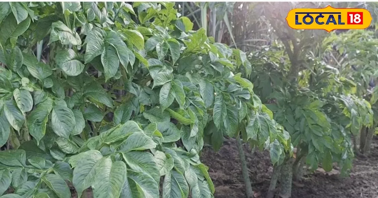 Jimikand Cultivation: औषधीय गुणों से भरपूर जिमीकंद की करें खेती, होगी तगड़ी कमाई, जानिए तरीका