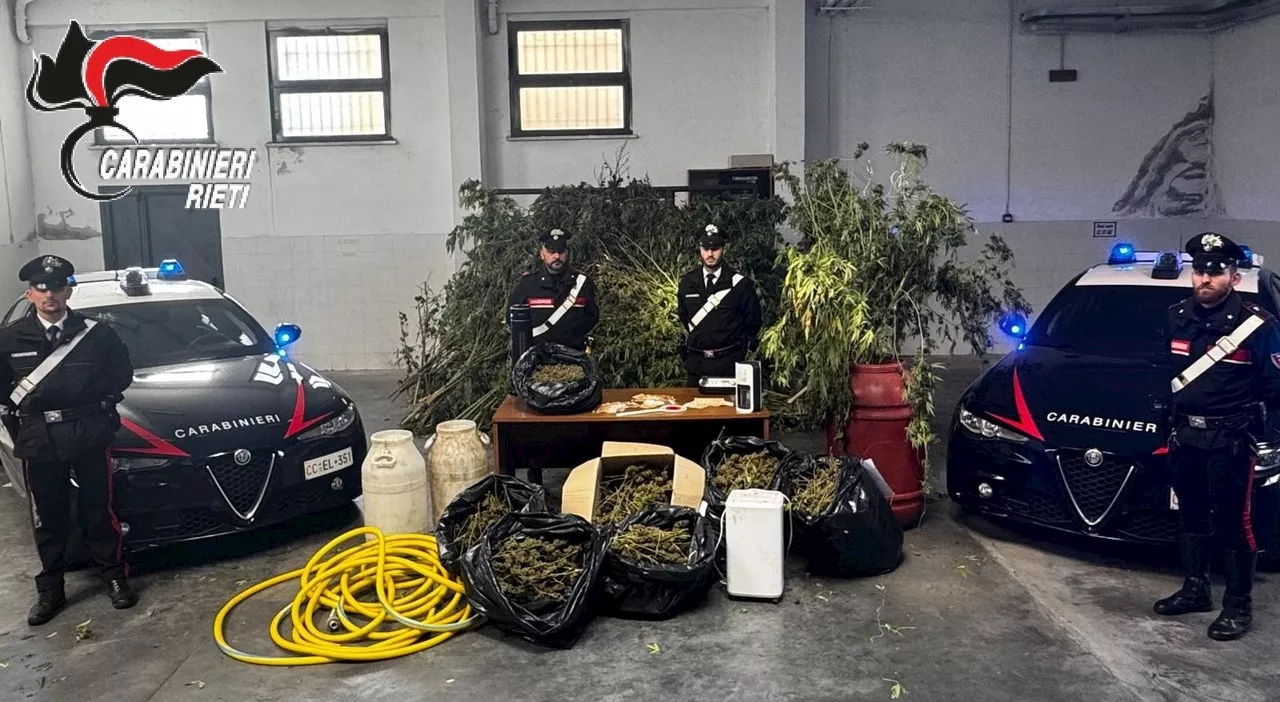 Carabinieri scoprono piantagione di marijuana: due arresti