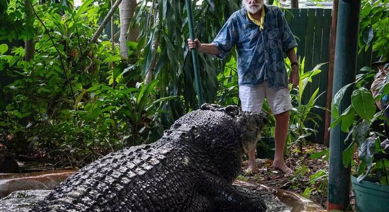 Muore in Australia il coccodrillo più grande del mondo