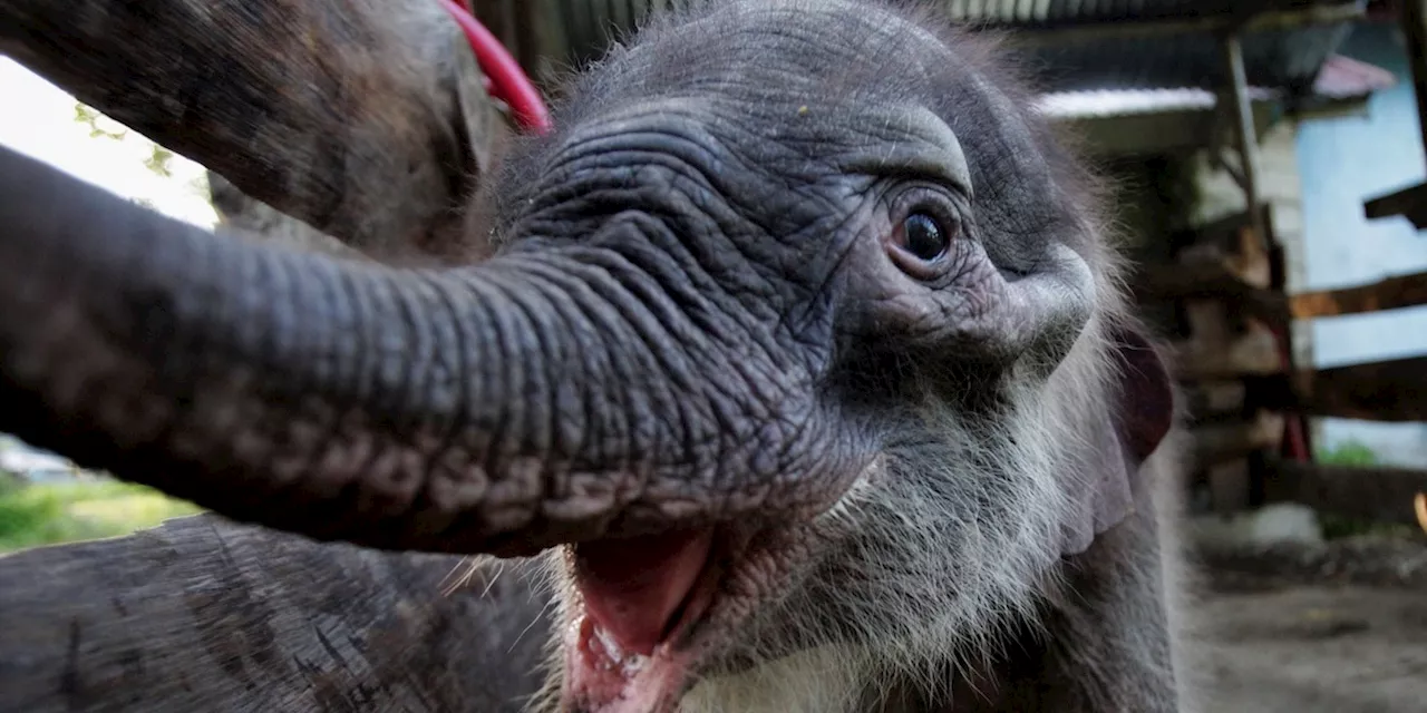 In Indonesia è nato un elefante di Sumatra, ed è un evento