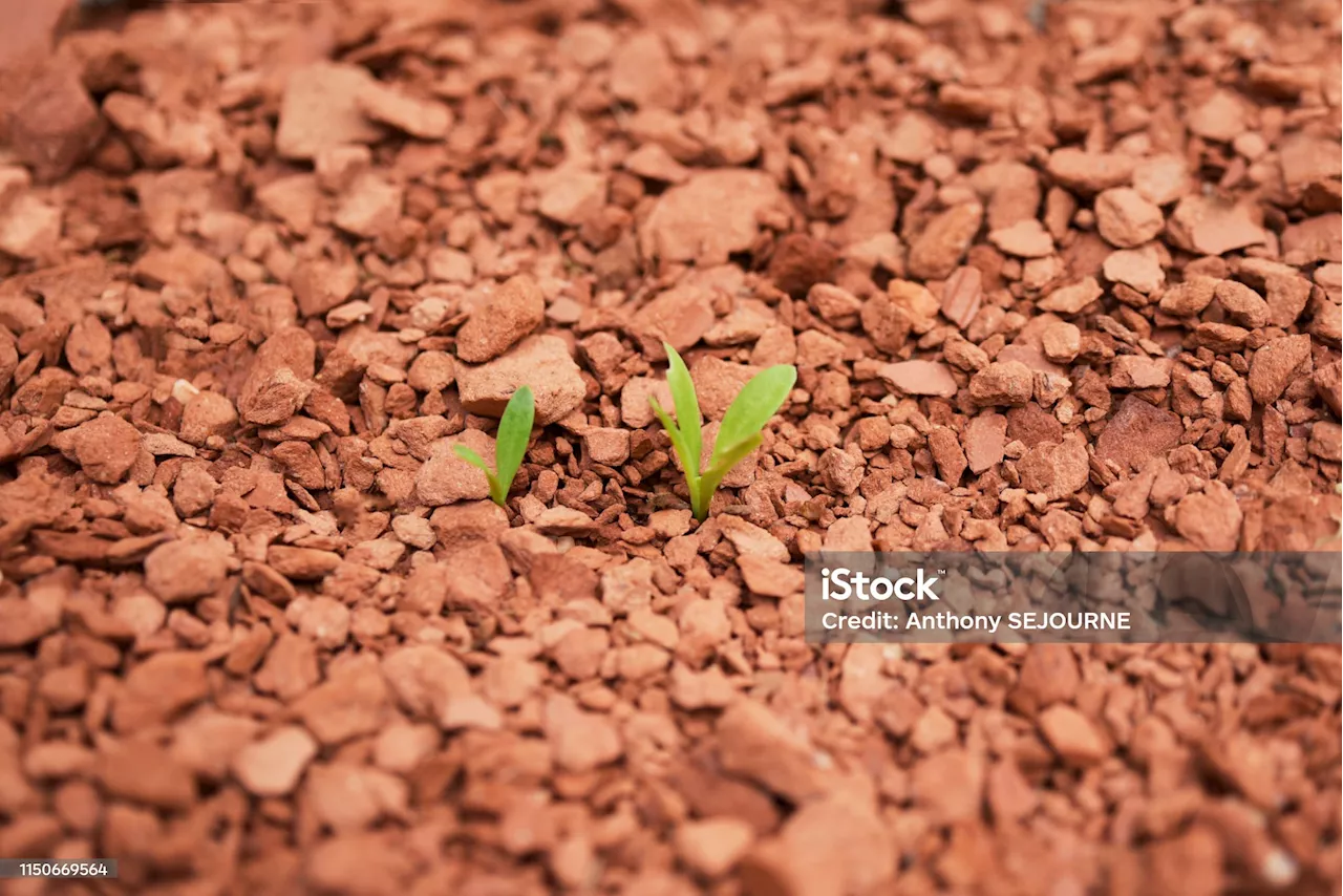 From sweet potatoes to moss: 8 hardy plants that could thrive on Mars