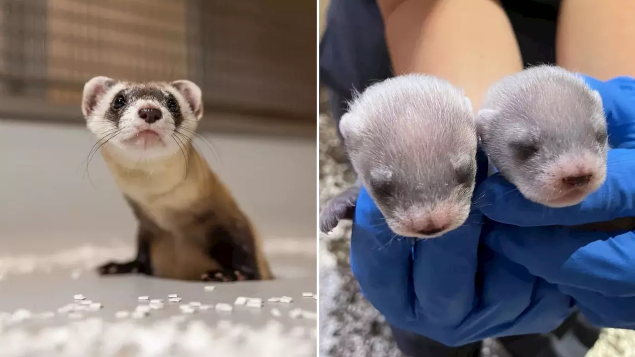 World’s 1st cloned ferret gives birth to healthy kits in a conservation milestone