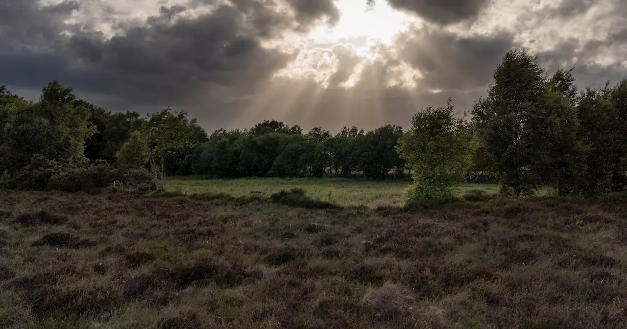 New standard backed by Amazon’s climate fund may help restore peatlands