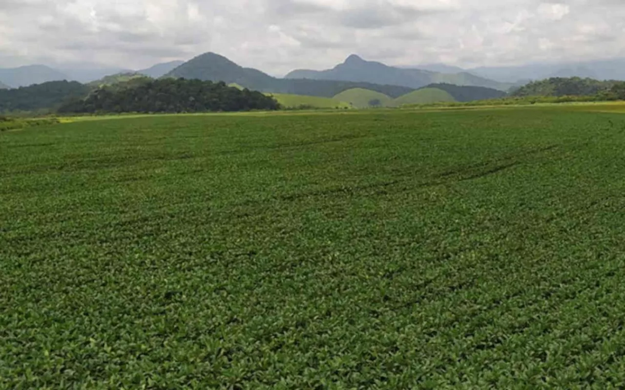 Conab: plantio de soja avança e alcança 53,3% da área prevista