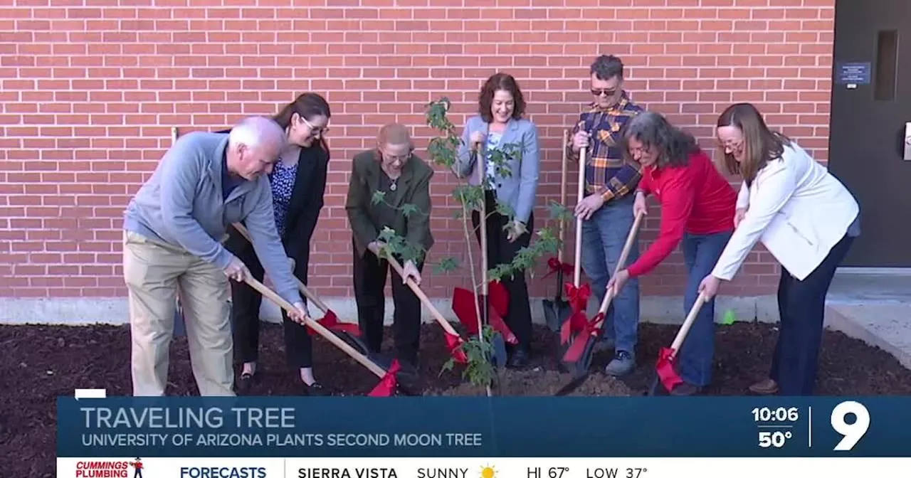 University of Arizona adds tree whose seed traveled to space