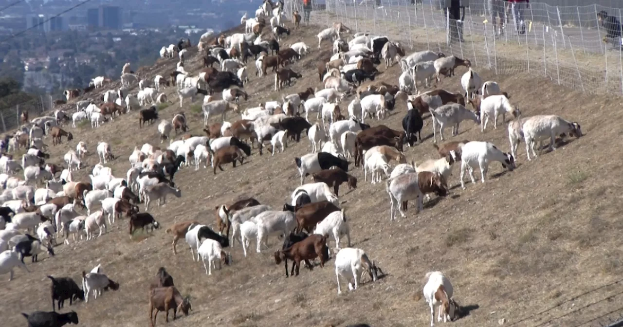 Goats clear brush at Miramar Reservoir one bite at a time