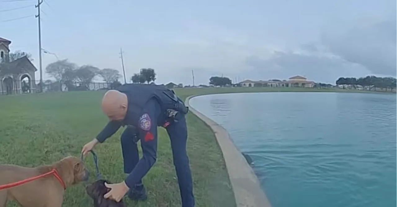 Manvel police officers rescue 3 dogs found in pond