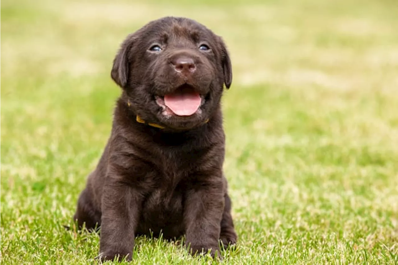 Paws to vote: Pearland Library hosts puppies at the polls