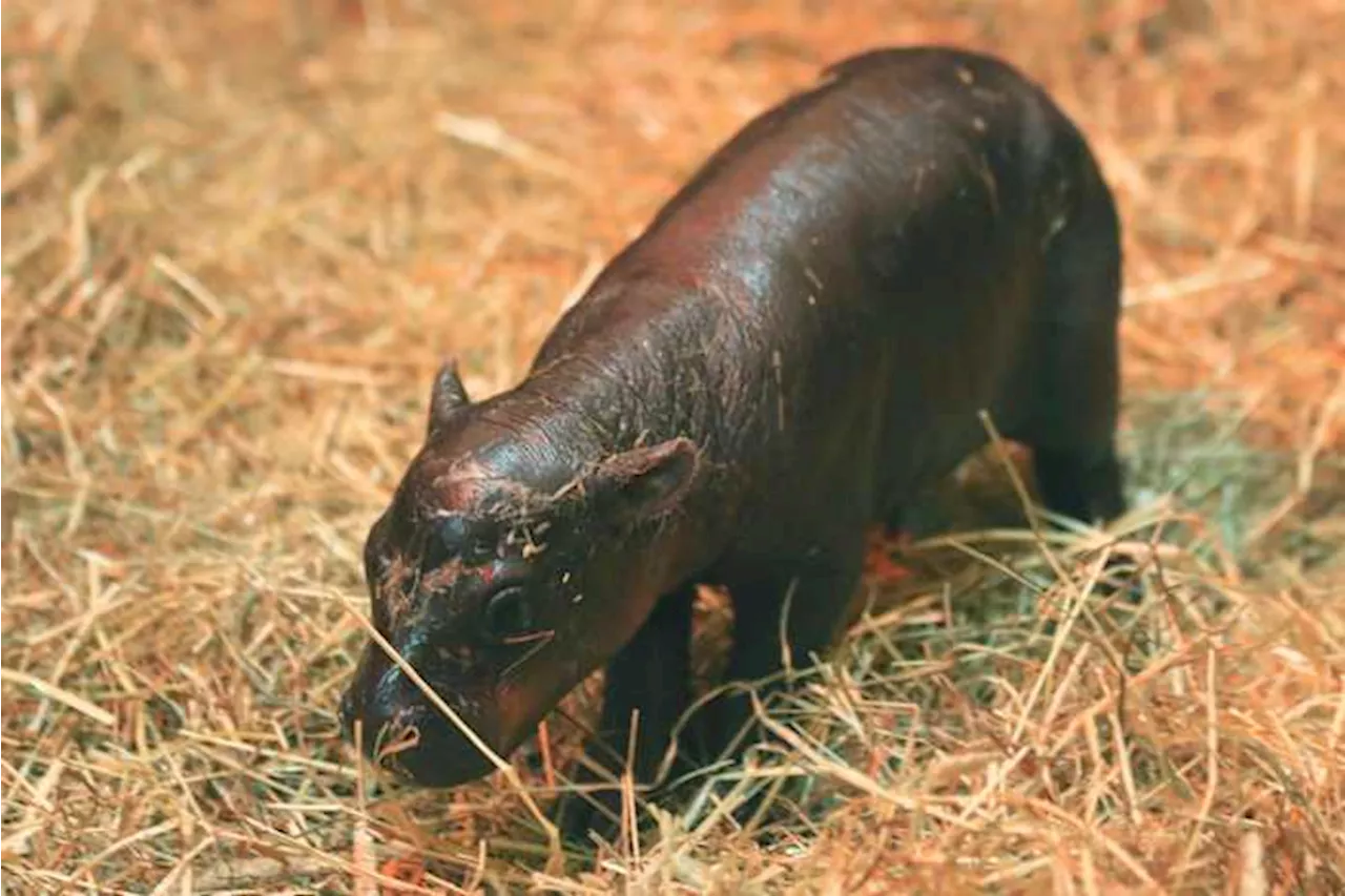 2 adorable pygmy hippos pitted against each other in cuteness contest