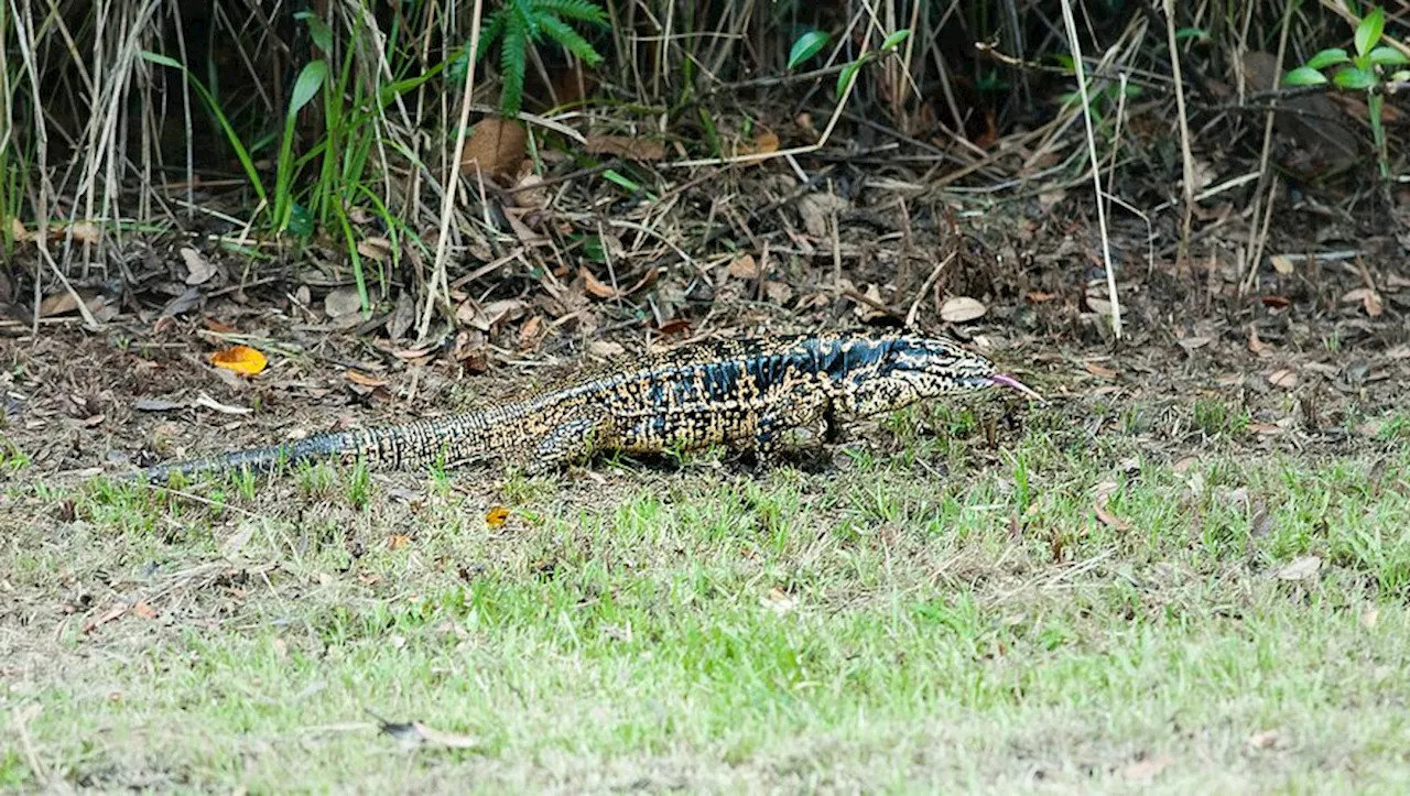 États-Unis : des gros lézards envahissent la Caroline du Sud et détruisent l’écosystème local