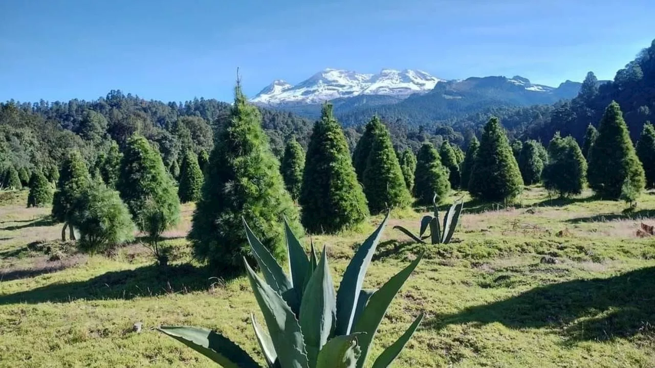 Árboles de Navidad en Edomex: ¿Dónde ir por el tuyo?