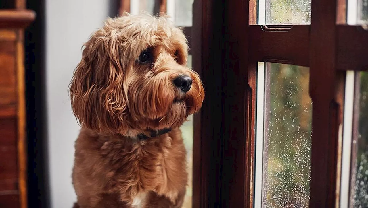 Il cane Mizu che amava la pioggia e Clara che aveva smesso di amare la vita