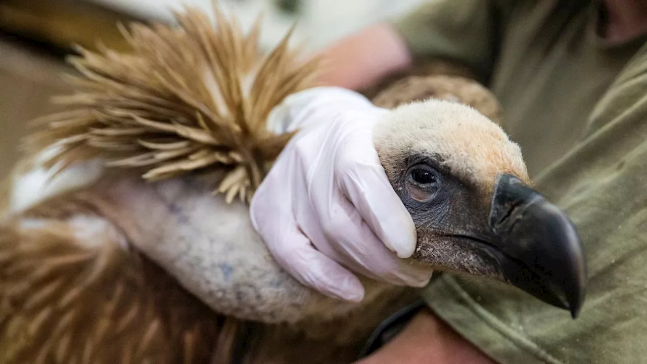 11 Arti Mimpi Menangkap 2 Burung dengan Tangan, Membawa Keberuntungan