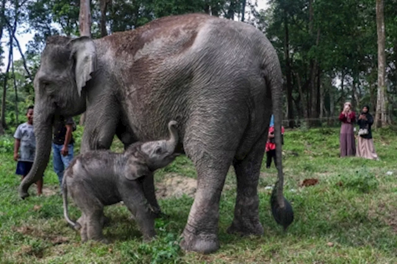 Another ‘tiny’ miracle: Conservationists celebrate the birth of critically endangered Sumatran elephant calf