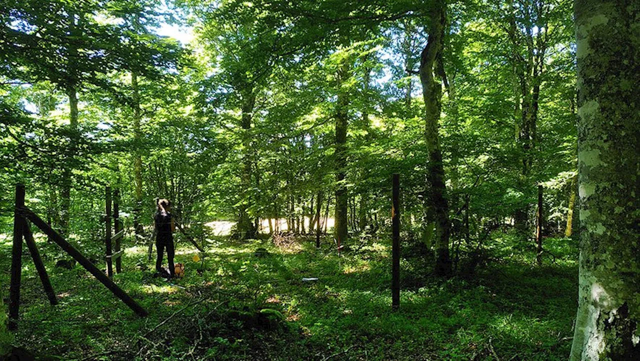 Quel est l’impact des cervidés sur les forêts et les prairies de l’Aubrac ? Des études pour le mesurer