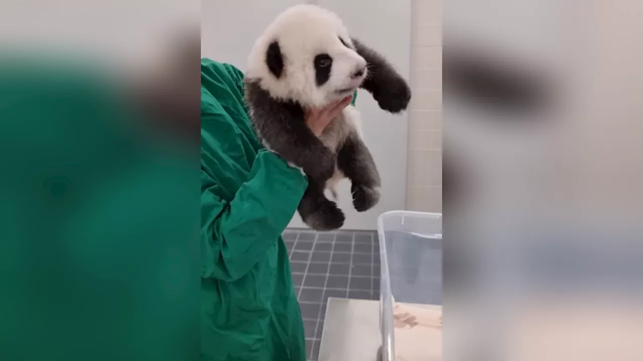 Ganz schöne Wonneproppen: Neues Panda-Video entzückt die Fans