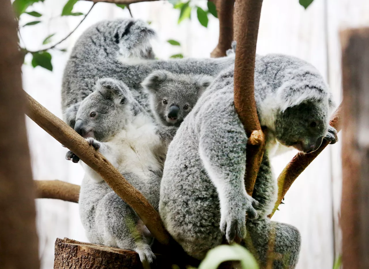 Magen-Darm: Drei Koalas im Duisburger Zoo gestorben