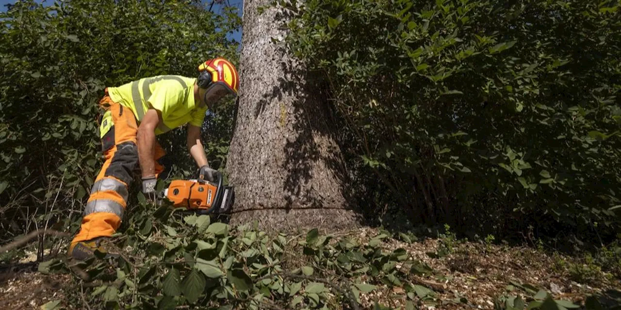 Deshalb müssen mehr als 250 Bäume in Basel gefällt werden