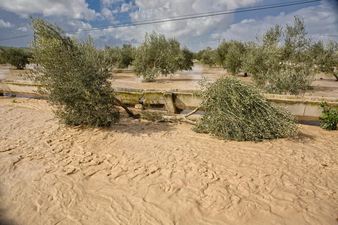 Spain floods: 'Too early to tell' if disaster will cause Irish fruit shortage