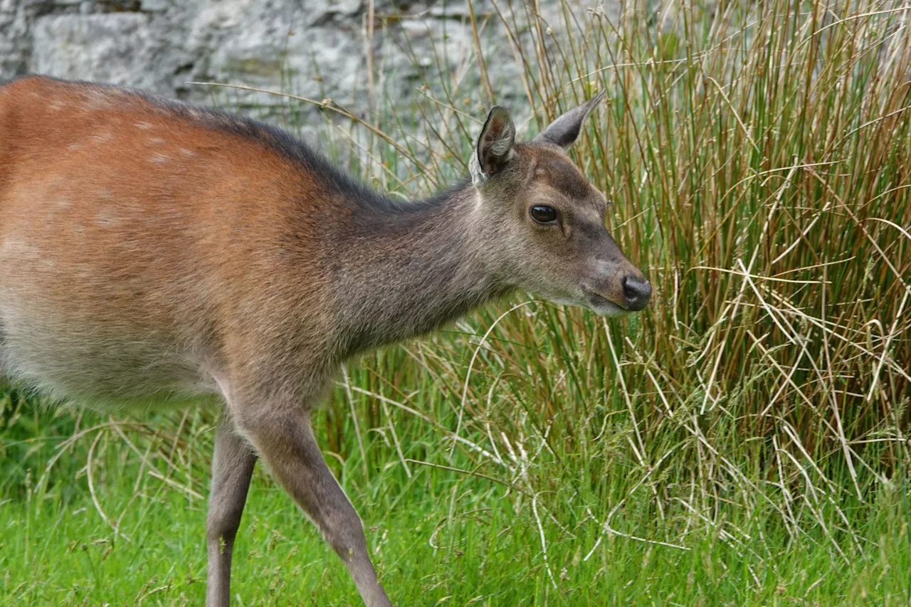 'They're just taking over the place' – Mayo farmers call for deer cull