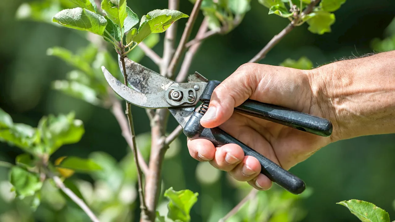 Voici comment bien nettoyer vos outils de jardinage