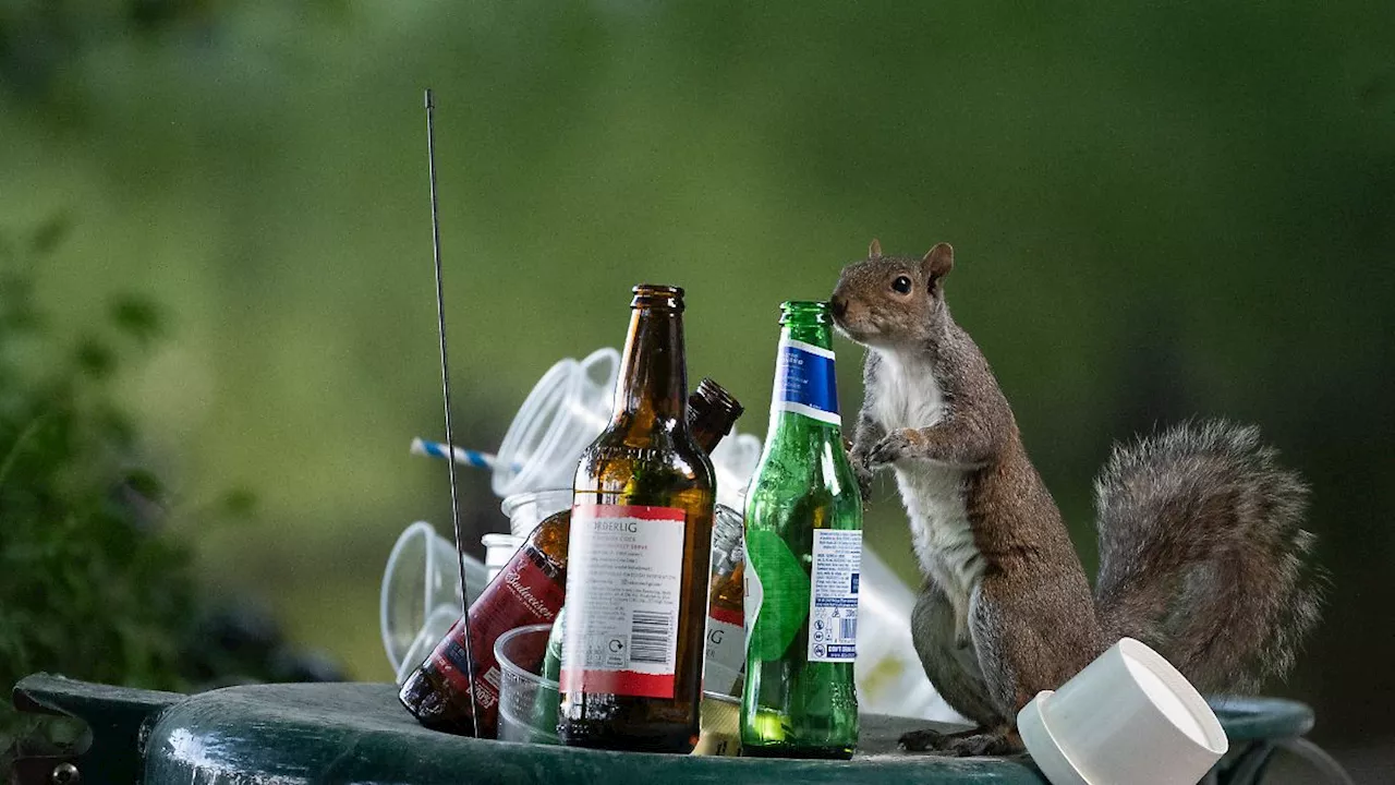 Nicht wegen des Rausches: Tiere konsumieren häufiger Alkohol als gedacht