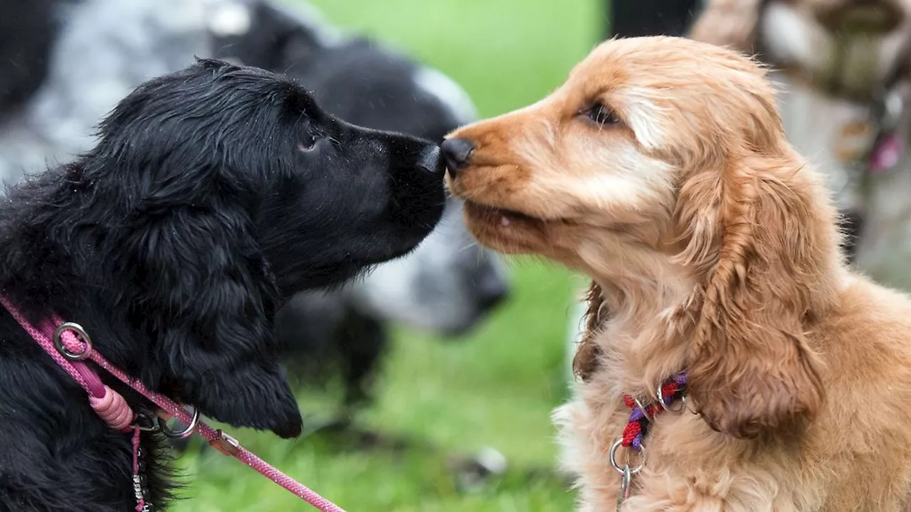 Nordrhein-Westfalen: Messe 'Hund & Pferd': Wettbewerbe, Shows und Mitmachaktionen