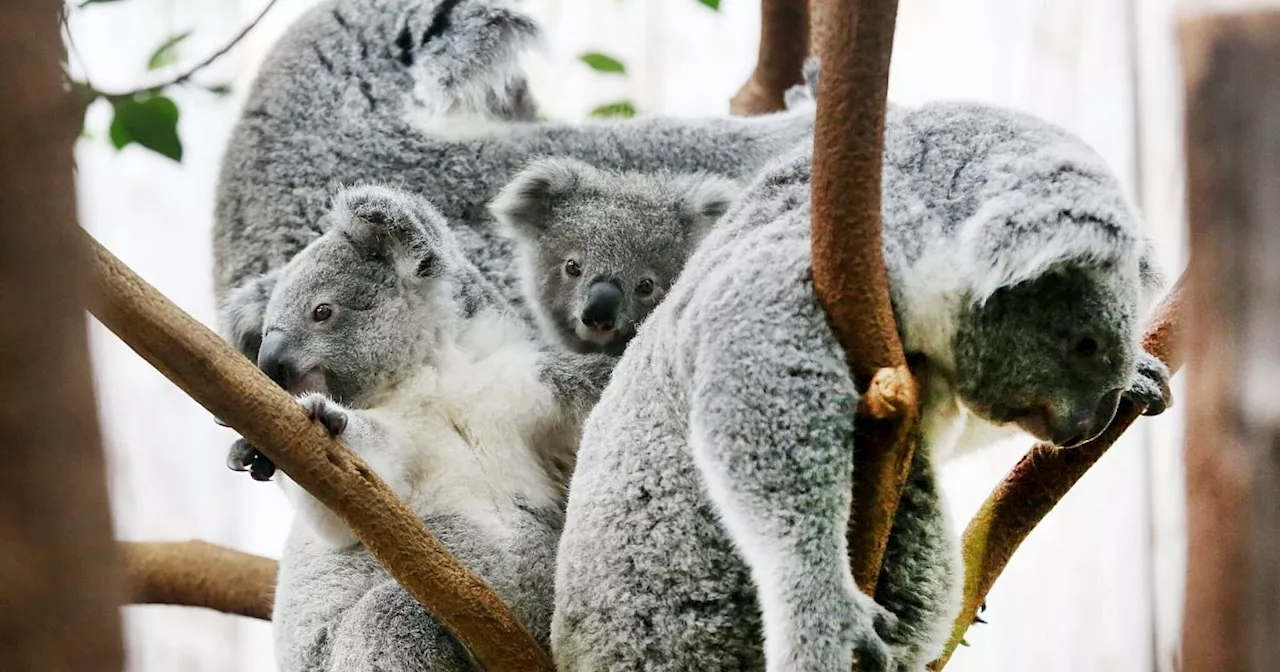 Magen-Darm: Drei Koalas im Duisburger Zoo gestorben