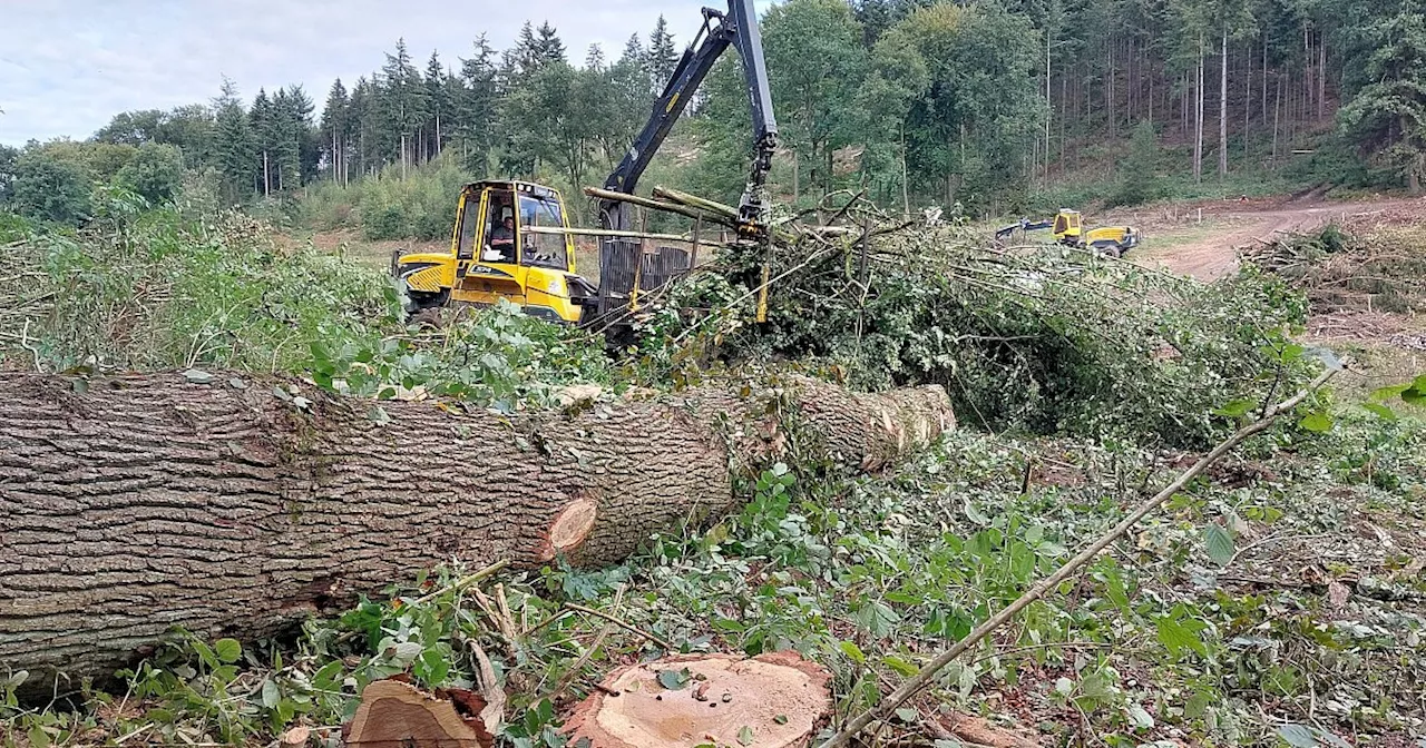 Strafanzeige gegen Bielefelder: BUND wirft Grundstücksbesitzer Waldrodung vor