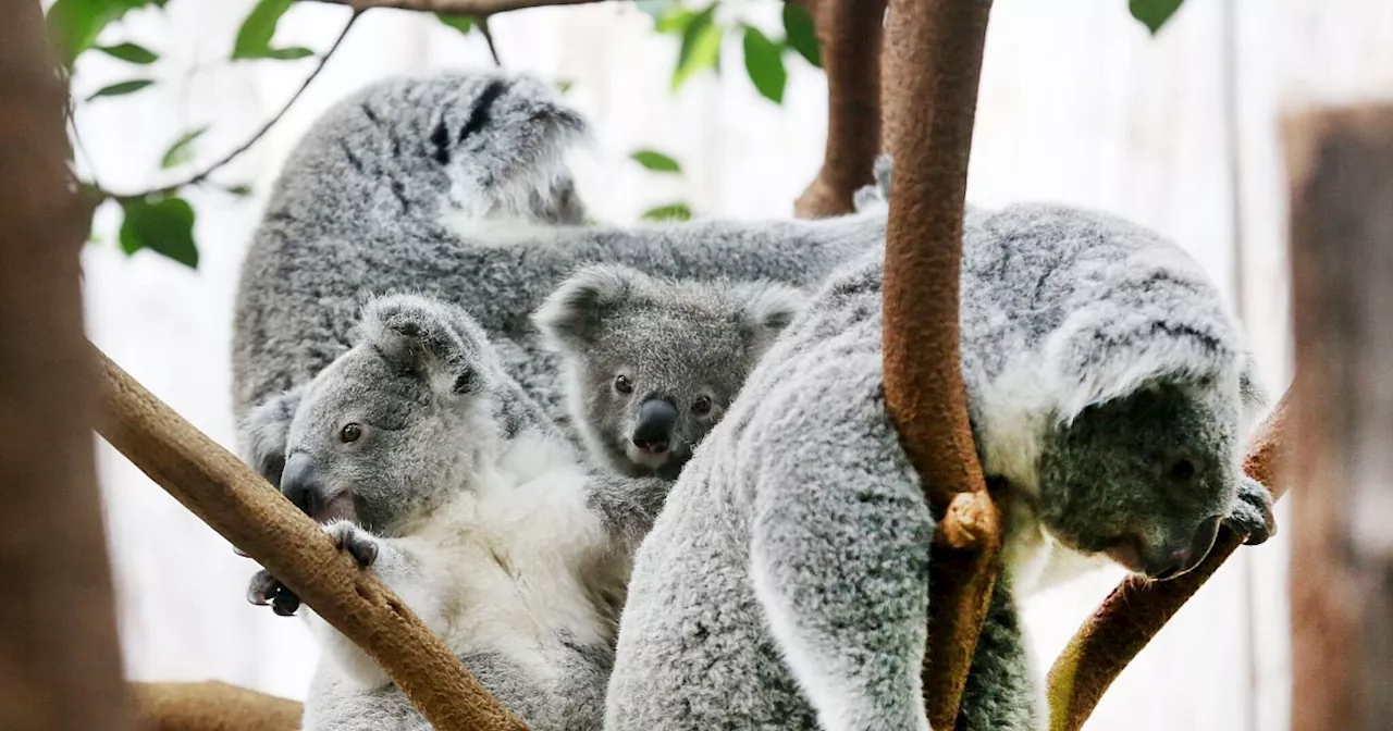 Trauer im Duisburger Zoo: Drei Koalas sind tot