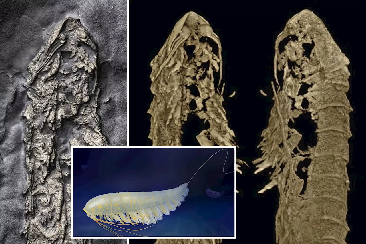 450-million-year-old spider relative discovered perfectly preserved in fool's gold in upstate NY