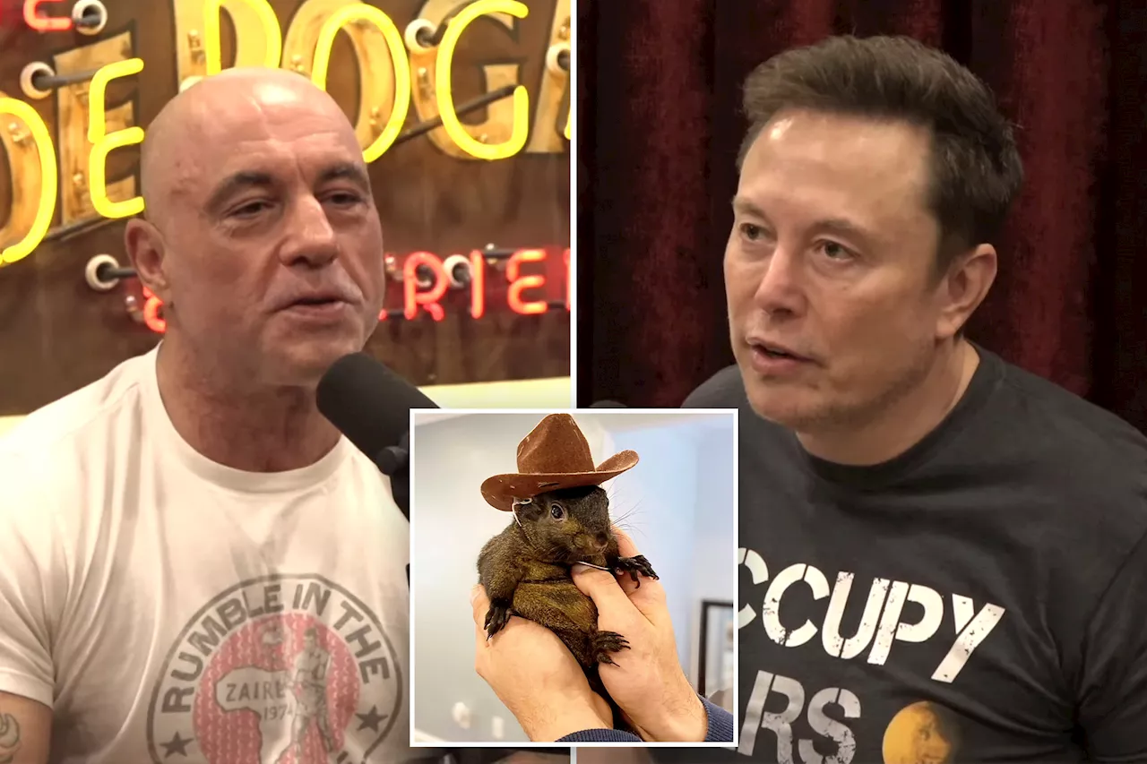 Elon Musk and Joe Rogan call P’nut killing proof America is no longer the land of the free