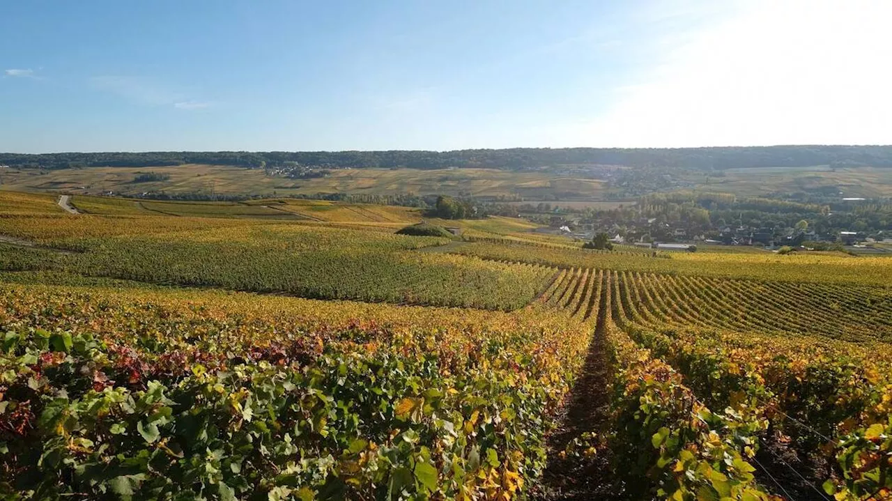 Charente. Les viticulteurs ont manifesté pour alerter sur la menace de taxes chinoises sur le Cognac