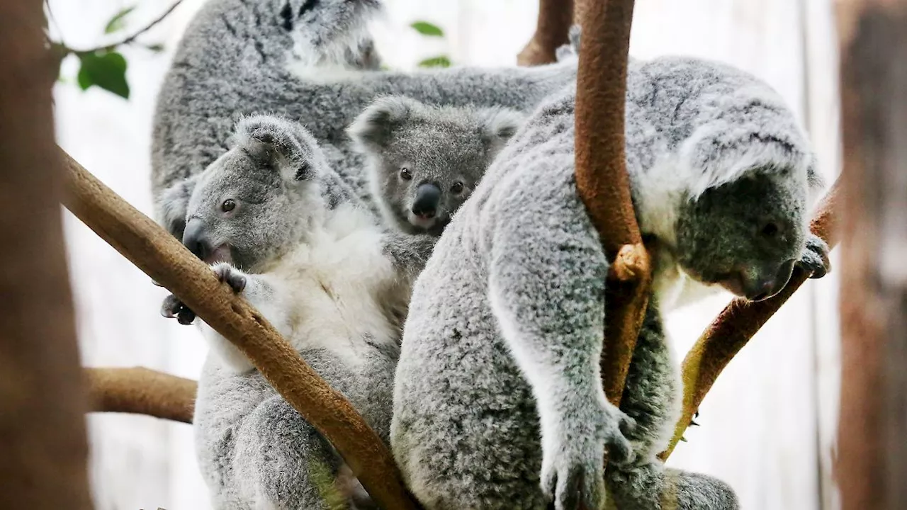 Magen-Darm: Drei Koalas im Duisburger Zoo gestorben