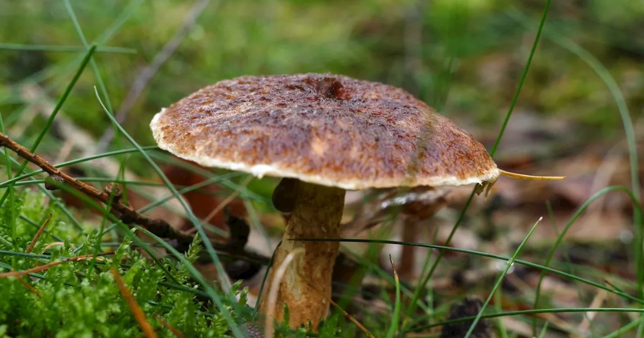 Zwammen met Evert over de Holsteelboleet: 'Het is een natuurwondertje'