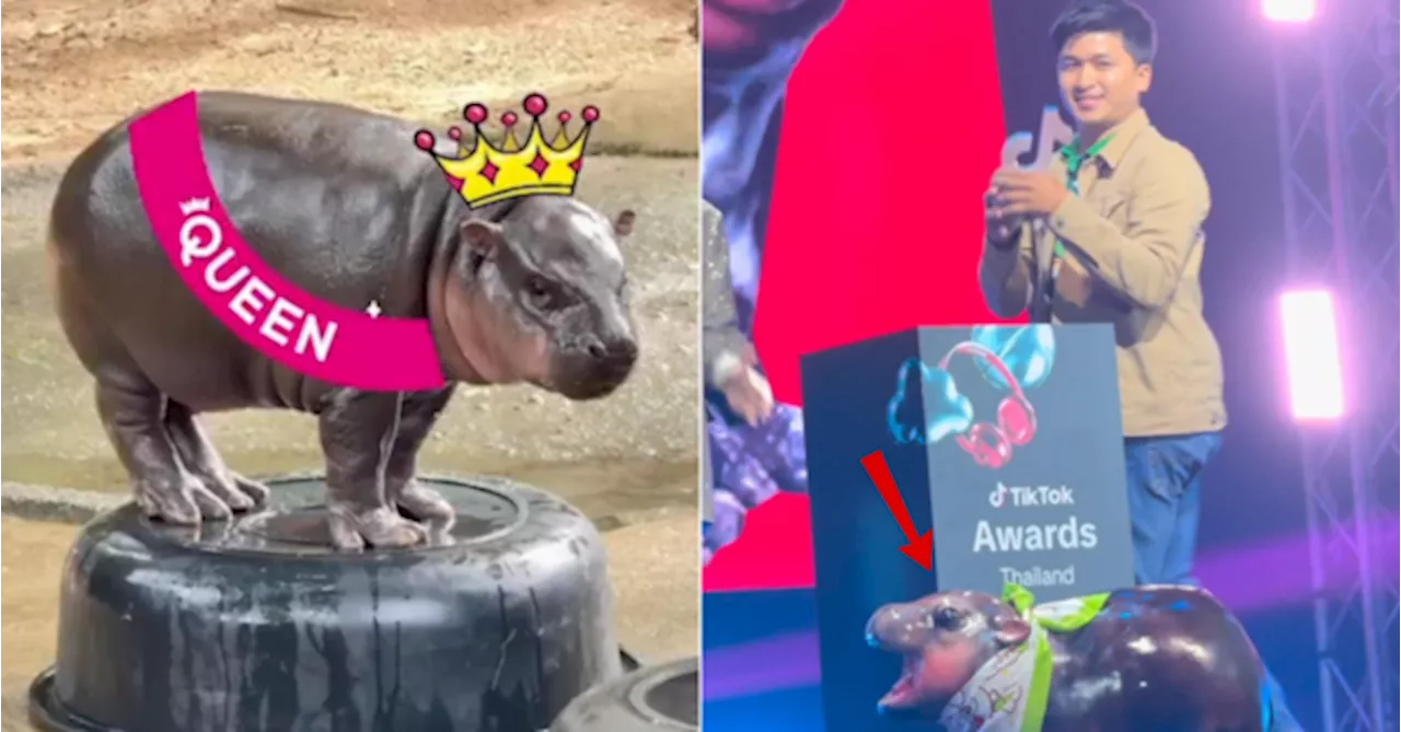 Moo Deng Wins 'Video Of The Year' At TikTok Awards Thailand & It's So Well-Deserved TBH