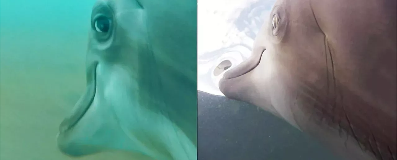 The US Navy Put Cameras on Dolphins And The Results Were Wild United