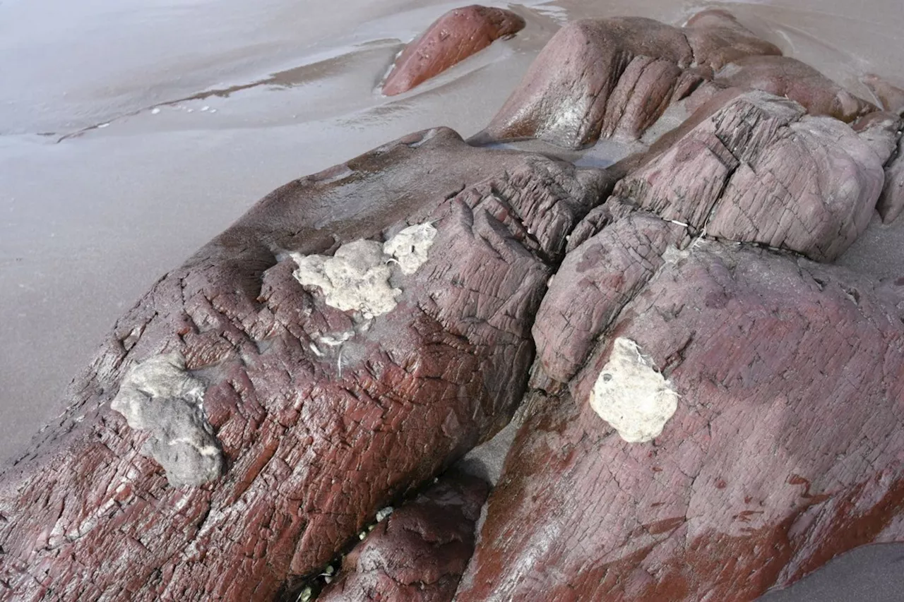 Newfoundland beach blobs are plastic pollution, but source remains unknown: scientist