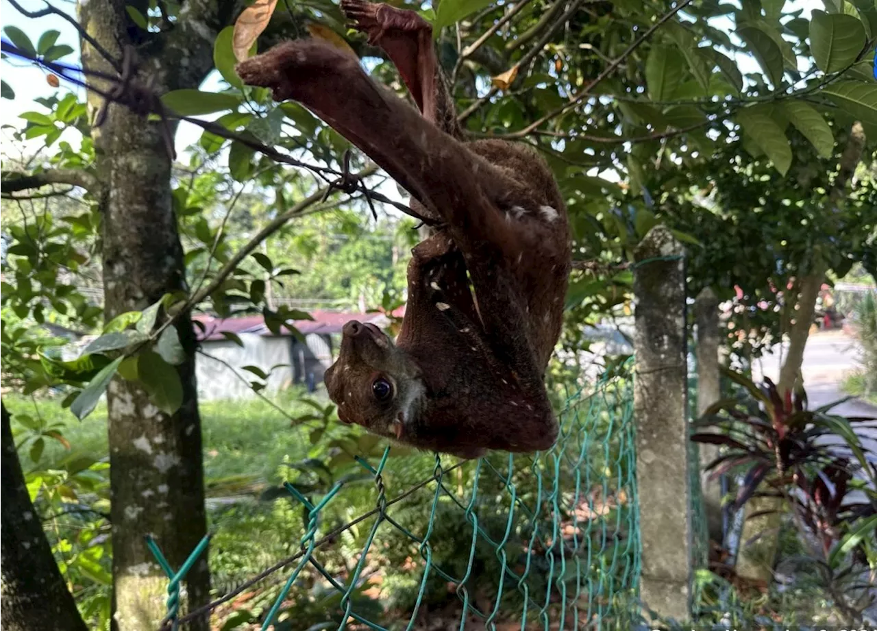 Trapped Sunda flying lemur freed from barbed wire fence in Melaka