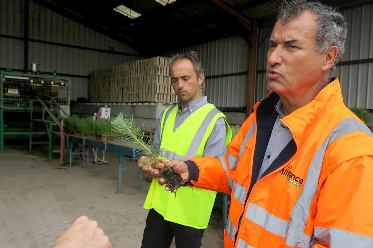 Massif forestier des Landes Gascogne : à Arue, les bons plants de Forelite