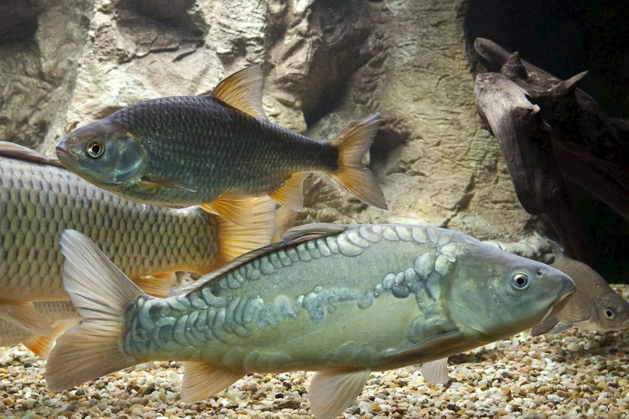 Seine-et-Marne : une pollution au sucre tue des tonnes de poissons dans un canal