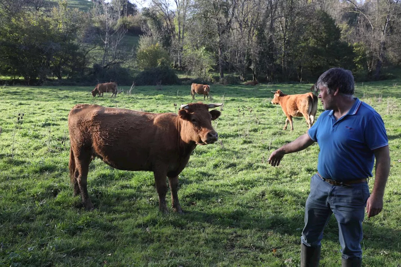 Tuberculose bovine en Dordogne : malgré une tentative de sauvetage, ses vaches ont été abattues