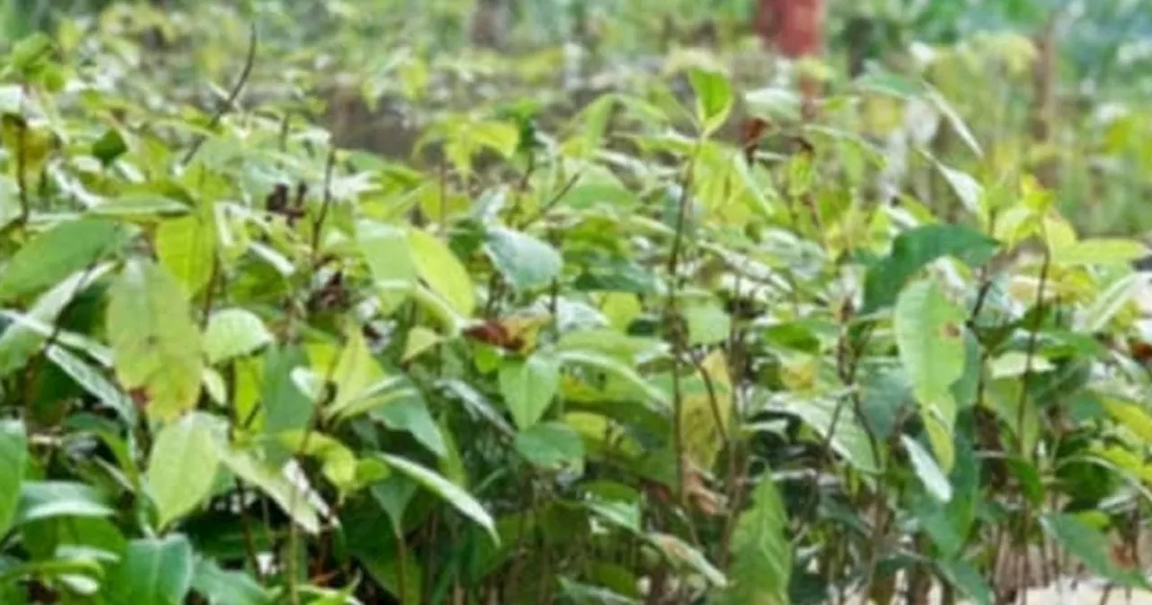 BARMM to distribute 200,000 seedlings in Lanao del Sur