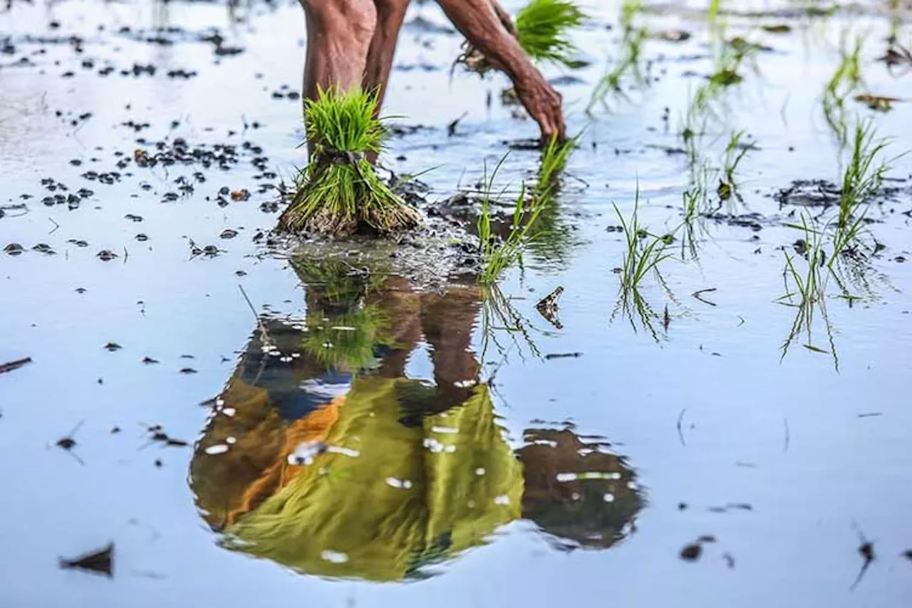 Utilize free insurance, fisherfolk, farmers urged